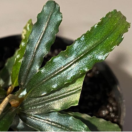 (３芽) Bucephalandra sp. "MEDUSA"