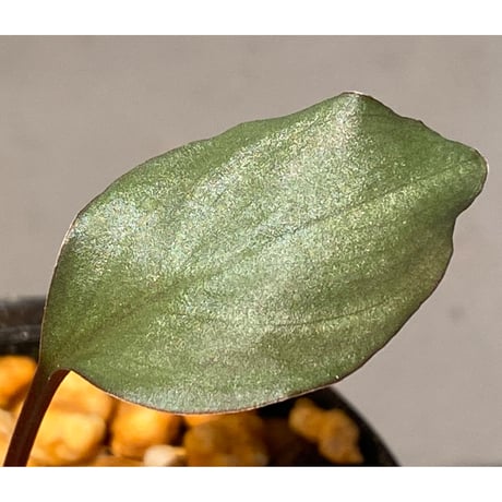 Homalomena 'Rec1-29' K0718-f1 [KZT]