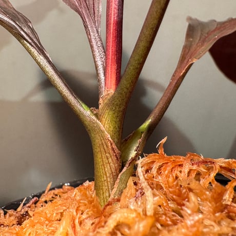 Pinanga veitchii from Sanggau West Kalimantan