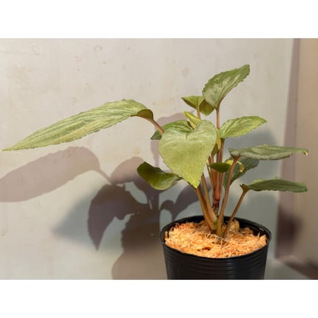 Homalomena sp. "Amber Velvet" from Kepulauan Riau