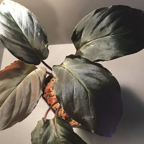 Homalomena sp. "Deep Purple" JKT from Pulau Nias [AZ0215-1]
