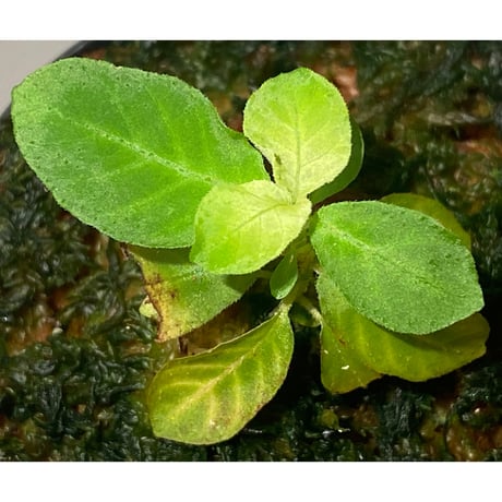 Elatostema sp. from Tasik Kenyir [TK080118-3]