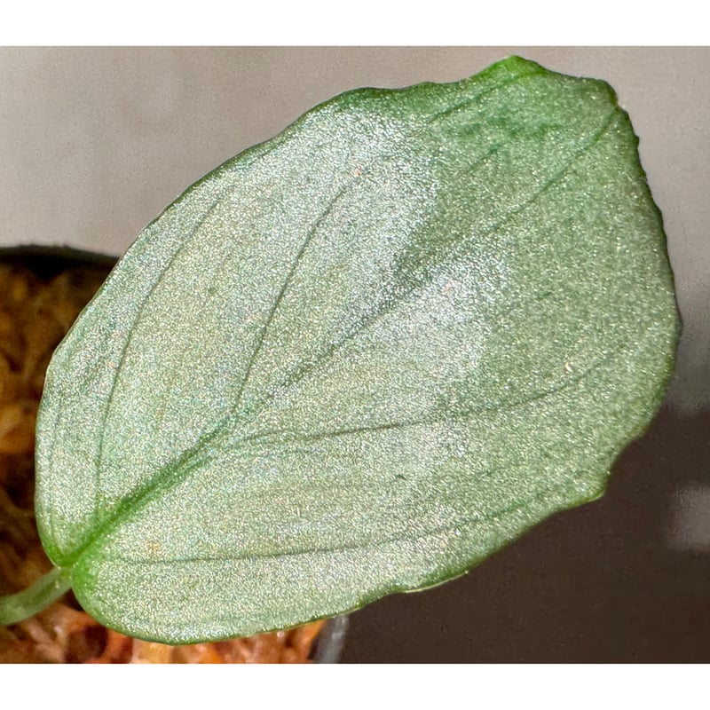 Homalomena sp. Silver leaf ホマロメナ　シルバーリーフ Homalomena sp. Silver leaf ホマロメナ シルバーリーフ - メルカリ