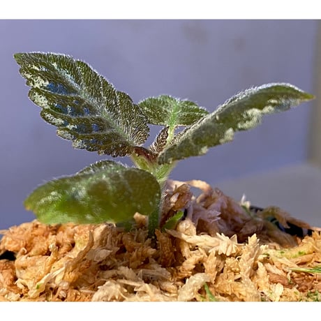 Nautilocalyx sp. 伊藤蟻植物農園