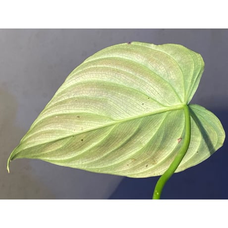 Philodendron triumphan