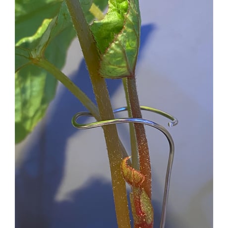 (大株) Begonia sp. from Na Hang ベトナム北部産 [TK]