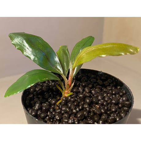 Bucephalandra sp. "Serawai 1" Kab. Sintang [TB]