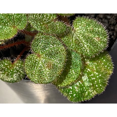 Begonia ningmingensis var. bella