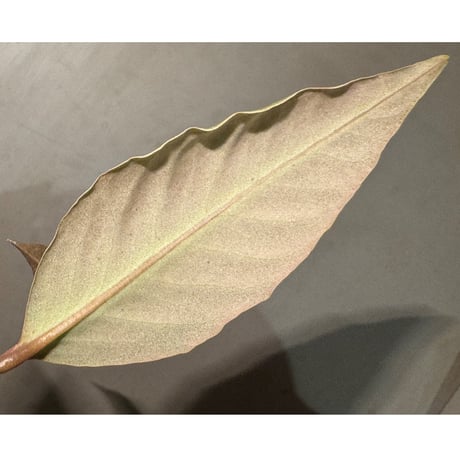 Ardisia malouiana from Sintang [HW0220-07]