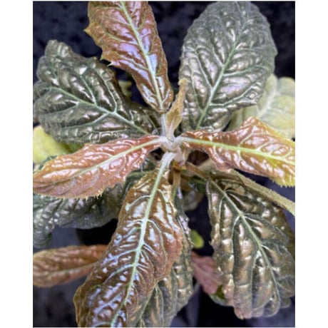 Ardisia sp. from Bengkulu [LA0315-1]