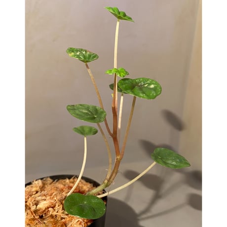Peperomia meridiana from Ecuador [tanakay]