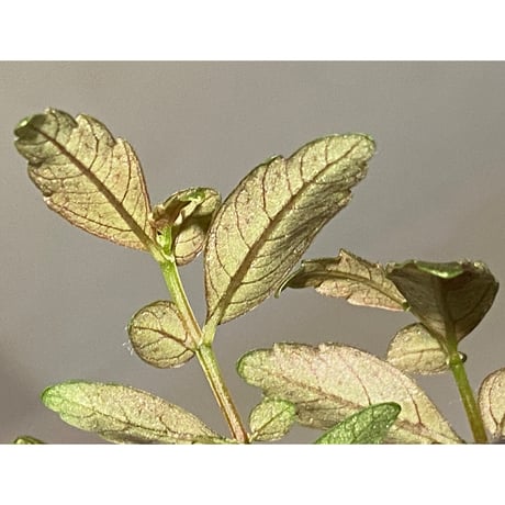 Pilea imparifolia from Iquitos Peru [tanakay]