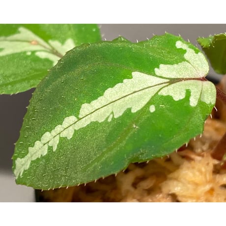 Melastoma sp. from Sabah Malaysia