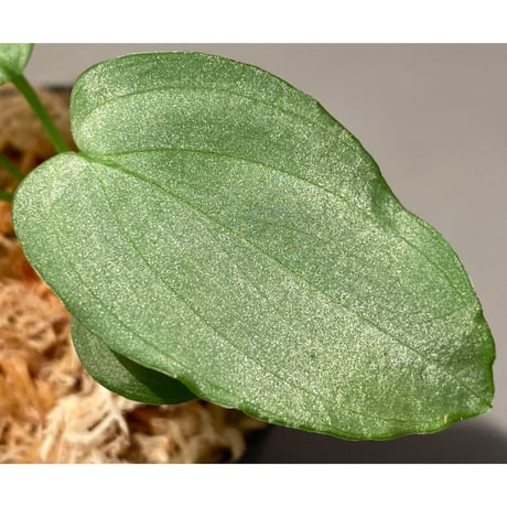 Homalomena sp. "Emerald Silver × ?" wf1 from Kepulauan Riau [KZT]