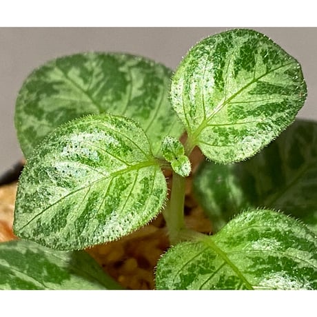 Gymnostachyum sp. "type B" from Aceh Selatan [HW0816-03]