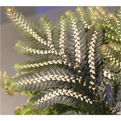 Selaginella picta