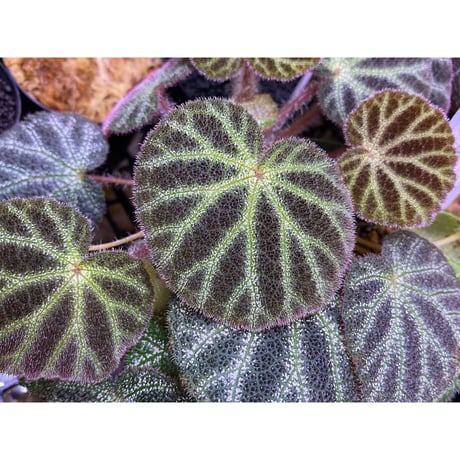 Begonia ningmingensis var. bella