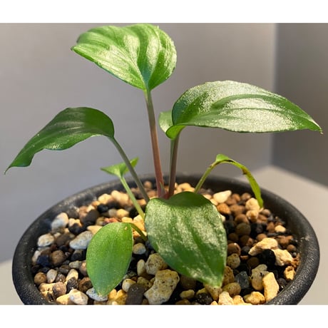 Homalomena sp. from Pahang [R0718-02]