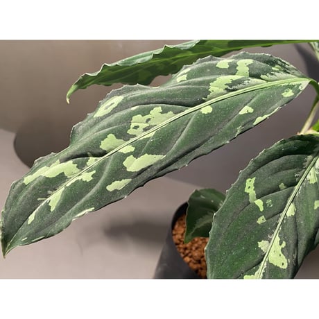 Aglaonema pictum JW1808 from Lebong  Bengkulu [TB]
