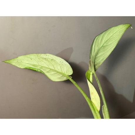 Schismatoglottis sp. from Provinsi Papua