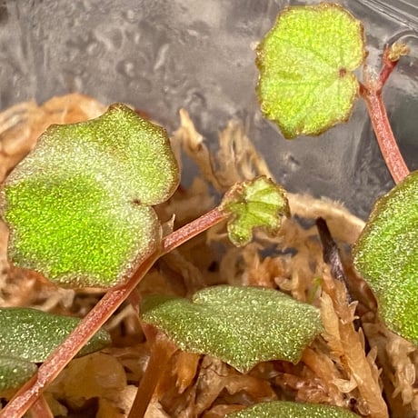 Begonia lichenora (sp.Mini) from Kalimantan Sarawak border [LA]
