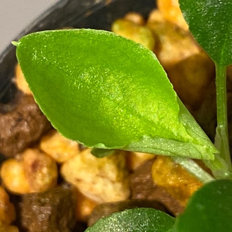 Schismatoglottis sp. from Bau Sarawak