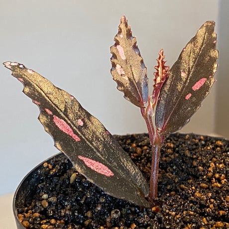 Begonia sp. from Julau [R1214-01b]