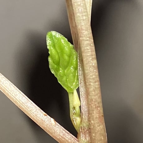 Peperomia meridiana from Ecuador [tanakay]