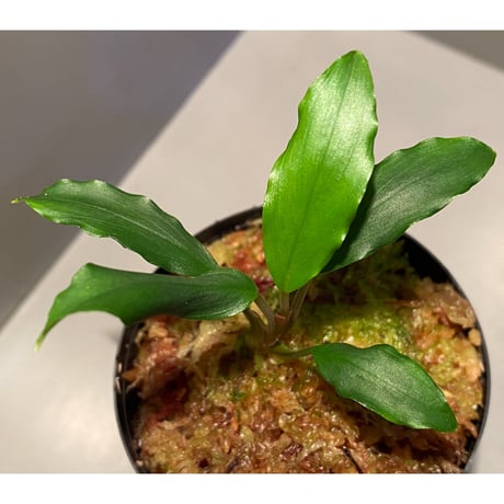 フルタドア | STORES