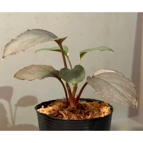 Homalomena sp. from Pulau Lingga