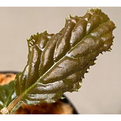 Ardisia sp. from Bengkulu [LA0315-1]