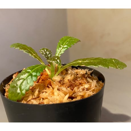 Nautilocalyx pemphidius