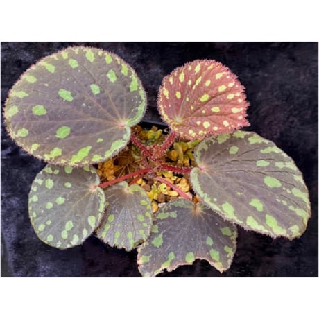 Begonia sp. Pulau Halmahera [LA0314-02]
