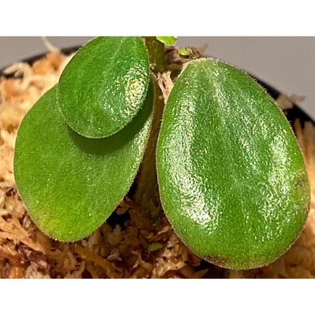 Peperomia verticillata from Cuba