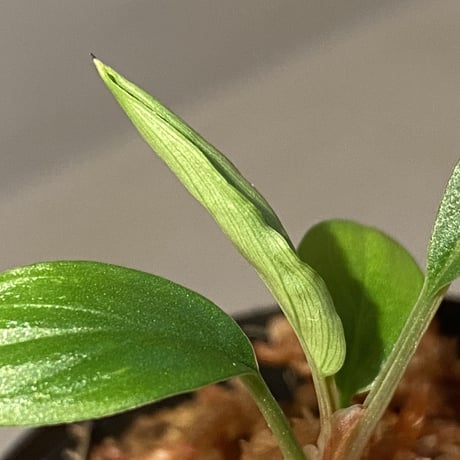 Homalomena sp. "Nanga pinoh" Kalimantan barat [TB]