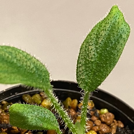 Schismatoglottis sp. from Kalimantan barat