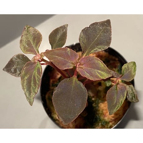 専用希少❣️Melastoma sp. Sibolgaメラストマ　シボルガソネリラ 専用希少❣️Melastoma sp. Sibolgaメラストマ シボルガソネリラ