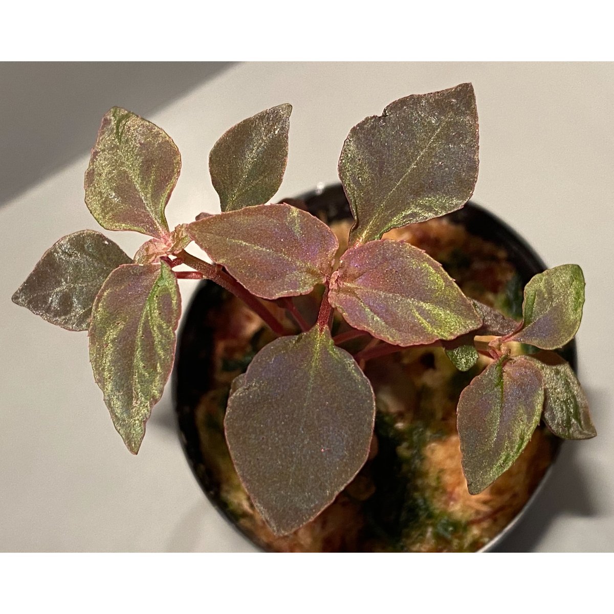 専用希少❣️Melastoma sp. Sibolgaメラストマ シボルガソネリラ