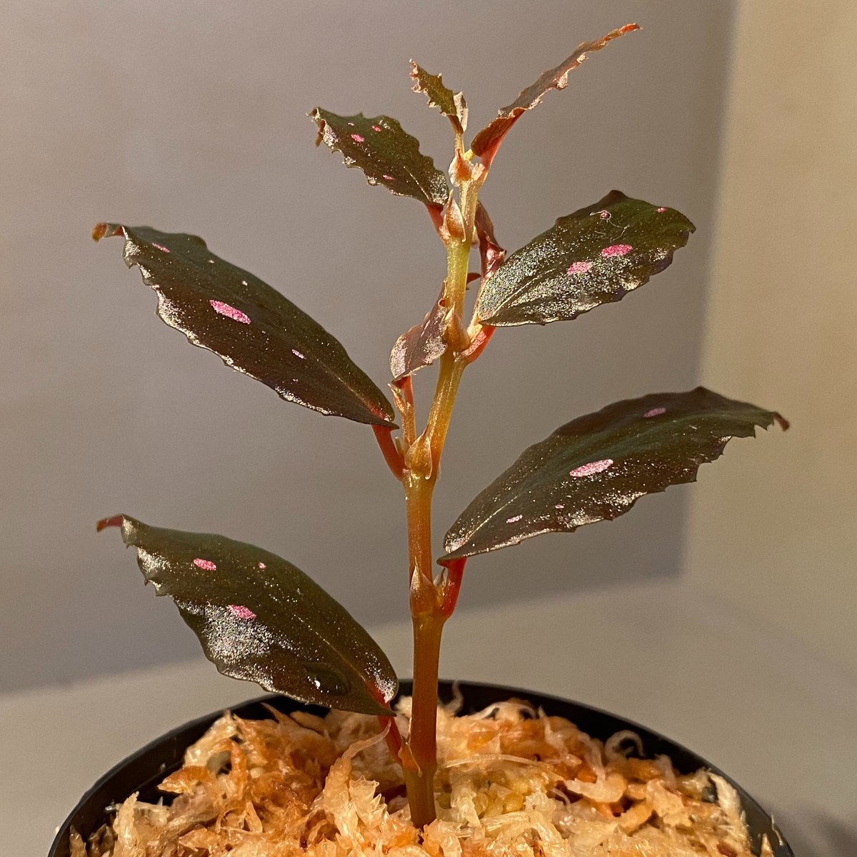 専用！Begonia sp. Julauベゴニア ジュラウ ぼっち❣️B 専用！Begonia