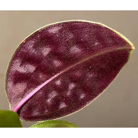 Geogenanthus undatus from Tarapoto Peru [tanakay]