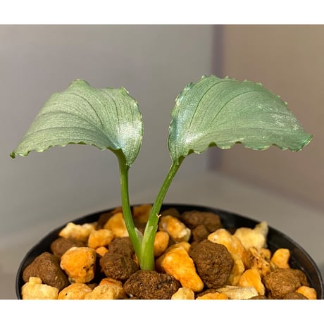 Homalomena sp. "Green" from Bogor