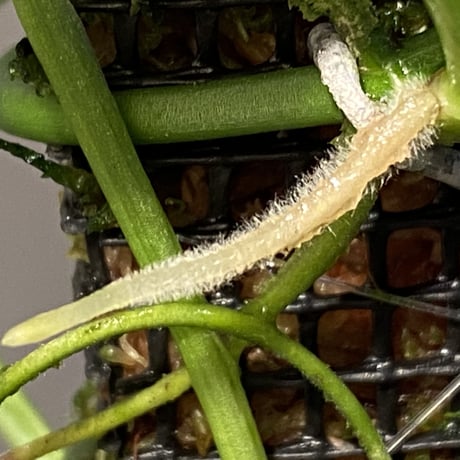 Philodendron sp. from Iquitos Peru [tanakay]