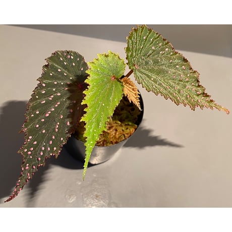Begonia gracilicyma from Sumatera Barat [TB]