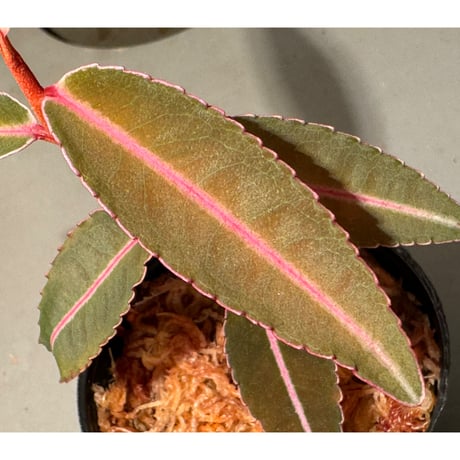 Labisia sp. from Kapuas hulu Kalimantan barat