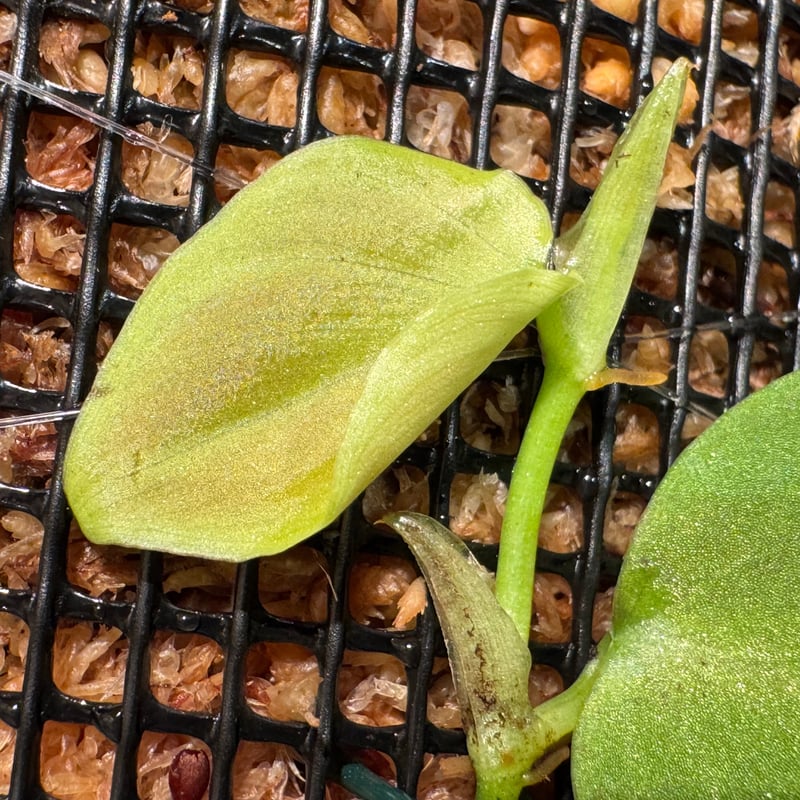 【tanakay便】Campyloneurum sp.Iquitos, Peru Campyloneurum sp. Iquitos,Peru【tanakay】 | Plants Base