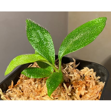 Homalomena hasei "狐尾" from Aceh sumatera [LA0616-04]