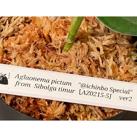 Aglaonema pictum "@ichinbo Special" from Sibolga timur [AZ0215-5] ver2 ②