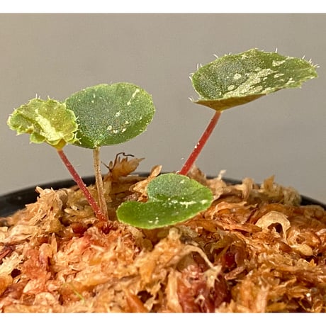Begonia sp. from Lang Son [YH1219] TK