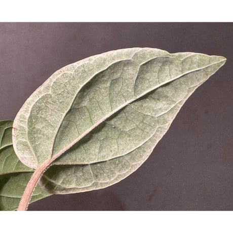 Piper sp. 'Variegata' サンシャインらん展 [Joe&Mom]