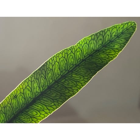 Microgramma squamulosa